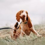 Gefahren und Risiken von Flöhen bei Hunden